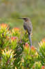 11_sugarbird