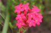 17_redcrassula