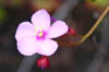 19_sundewflower