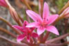 20_lily
