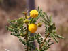 04_acaciasweetthorn