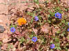 07_daisies