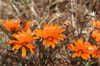 09_gazanias