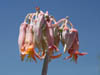 12_pigsear