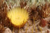 13_cactus