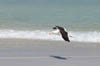 seagull