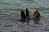sealback