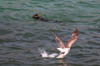 sealgull