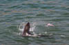 sealthrow