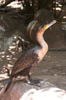 01_cormorant