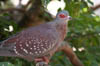 03_redeyeddove