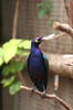 05_blueearedstarling