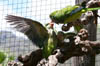 06_feedingtimemonkparakeet