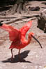 07_scarletibis