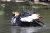 10_greycrownedcrane