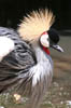 11_greycrownedcrane