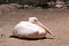 12_greatwhitepelican