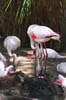 13_flamingo