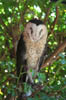 15_grassowl
