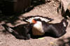 16_commoncaracara