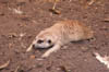 19_meercat
