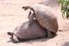 20_tortoiselove