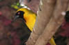 21_maskedweaver