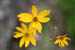 03_coreopsis