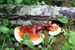 07_mushrooms