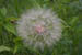 09_seeds