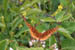 11_butterfly