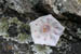 18_mtnlaurel