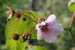 19_wildrose