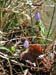 north_lake_flowers