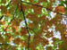 north_leaves_overhead