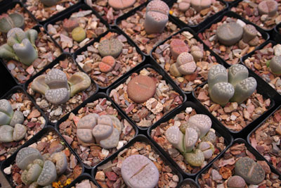 ../images/03_livingrocks.jpg