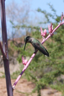../images/10_hummingbirdsit.jpg