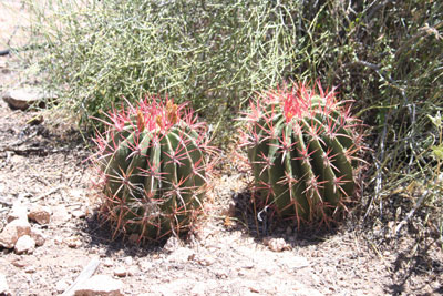 ../images/11_pinkcacti.jpg