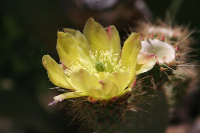 ../images/12_yellow.jpg