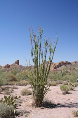 ../images/29_cholla.jpg