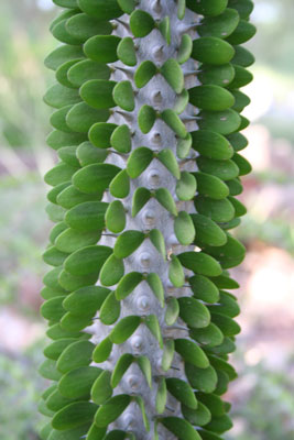 ../images/52_ocotillo.jpg