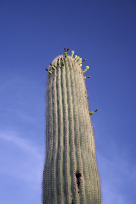 ../images/54_saguaro.jpg