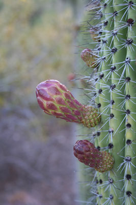 ../images/62_newgrowth.jpg