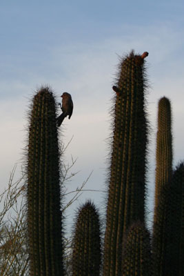 ../images/64_birdoncactus.jpg