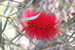 14_bottlebrush