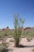 29_cholla