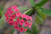 51_euphorbia