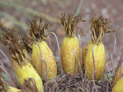 ../images/08_cactusfruit.jpg