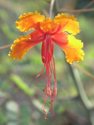 ../images/17_orchid.jpg