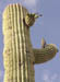 sagurobird